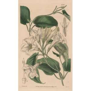   1840 Antique Print of the Sweet Scented Mandevilla