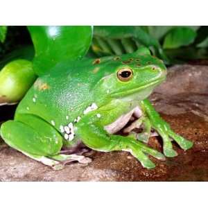  Vietnamese Giant Tree Frog, Native to Vietnam Stretched 