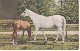 1909 ARABIAN HORSE POSTCARD MARE AND FOAL  