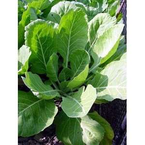  Vates Collards 48 Plants   Overwinters in the South Patio 