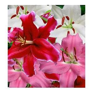   Lily   Oriental   Jumbo   Pink Parfait Mix bulb Patio, Lawn & Garden