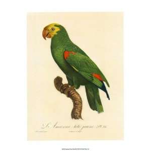  Barraband Parrot, PL 86 Finest LAMINATED Print Jacques 
