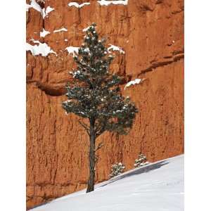  Pine Tree in Front of Red Rock Face with Snow on the 