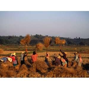 Workers Threshing Rice Harvest, Chiang Rai, Thailand Photographic 