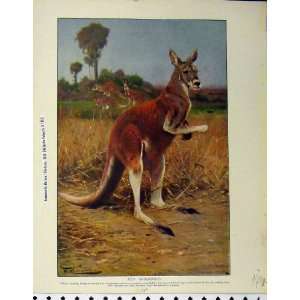  1929 Red Kangaroos Great Ant Eater Animals Old Print