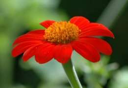 Tithonia Torch   50 Seeds, 700 mg   Mexican Sunflower  