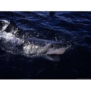  Great White Shark, Surfacing, South Australia Photographic 