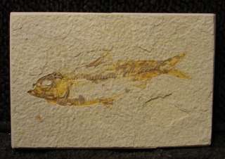 Fossil Fish Knightia Alta F2 Green river Formation KAS39  