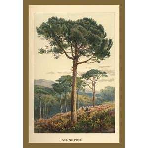  Paper poster printed on 20 x 30 stock. Stone Pine