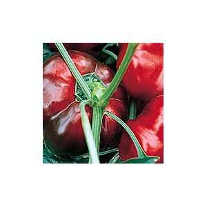 Red Ruffled Pimiento Sweet Pepper   Pack  Grocery 