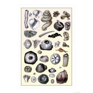  Shells Annelides and Cirripedes Giclee Poster Print by G 