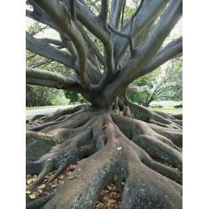 Trunk and Roots of a Tree in Domain Park, Auckland, North Island, New 