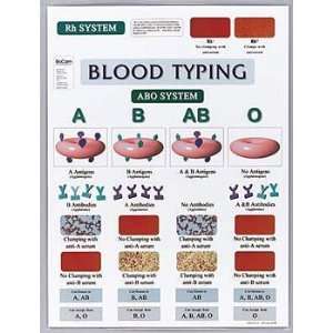 Blood Typing Chart  Industrial & Scientific